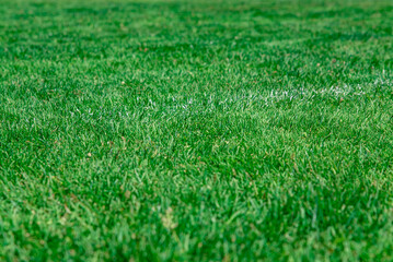 Green grass, lawn on the football field