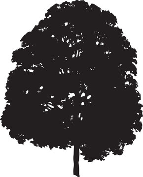 American Linden Vector 