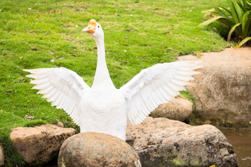 A Beautiful White Duck