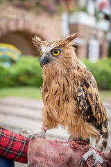 A Gorgeous Eagle Owl