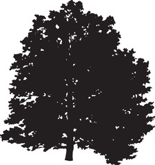 Pin Oak Vector 