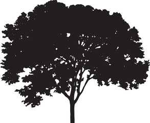 White Elm(Central Park) Vector 