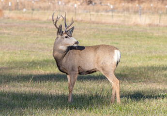 Naklejka na ściany i meble A Younger Buck with no Does Wandering around during rut in Canon City, Colorado.