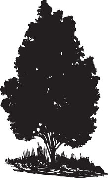 Upright form of Tulip Tree Vector 