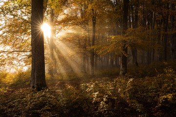 Obraz premium Beautiful colourful landscape in autumn season with rays of light in. forest. Romania