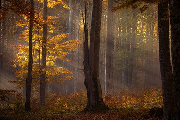 Beautiful colourful landscape in autumn season with rays of light in. forest. Romania