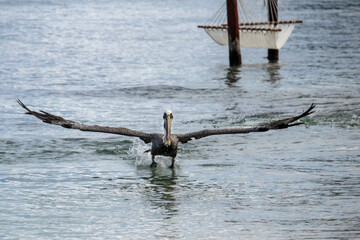 Massive Pelican feeding at the beaches of Cozumel.