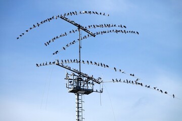 Birds gathered: A flock of many pigeons perched on a television antenna
