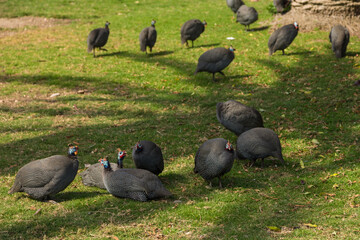 The helmeted guineafowl endemic birds to Africa, Swakopmund, Namibia.