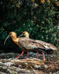 Photo of Curicaca bird in Brazil