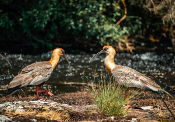 Photo of Curicaca bird in Brazil