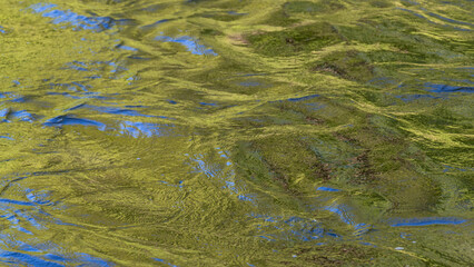 Green abstract water of a river in the shade in Minnesota, USA.
