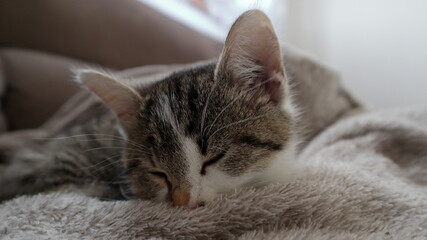 Naklejka premium gattina grigia e carina dorme sul plaid morbido