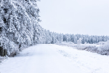 Fresh snow fall in the high fens of Baraque Michel of the Belgium Ardennes covering the landscape under a white layer creating a pure and serene view in  this unique natural park in Europe 