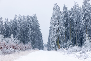 Fresh snow fall in the high fens of Baraque Michel of the Belgium Ardennes covering the landscape under a white layer creating a pure and serene view in  this unique natural park in Europe 