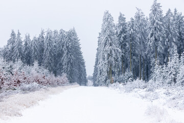 Fresh snow fall in the high fens of Baraque Michel of the Belgium Ardennes covering the landscape under a white layer creating a pure and serene view in  this unique natural park in Europe 