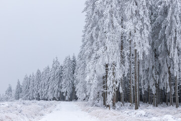 Fresh Snow Fall The High