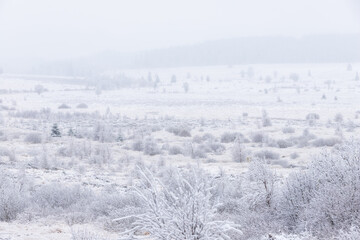 Fresh snow fall in the high fens of Baraque Michel of the Belgium Ardennes covering the landscape under a white layer creating a pure and serene view in  this unique natural park in Europe 