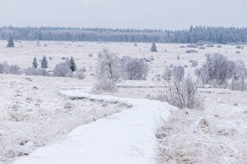 Fresh snow fall in the high fens of Baraque Michel of the Belgium Ardennes covering the landscape under a white layer creating a pure and serene view in  this unique natural park in Europe 