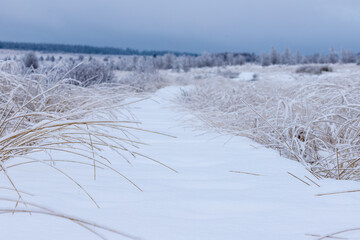 Fresh snow fall in the high fens of Baraque Michel of the Belgium Ardennes covering the landscape under a white layer creating a pure and serene view in  this unique natural park in Europe 