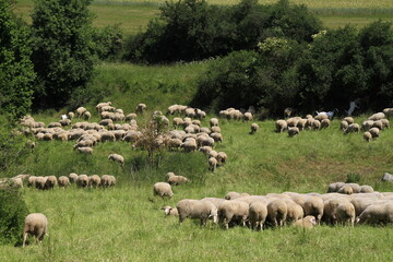 Fototapeta premium Schafe weiden auf Wiesen im Biosphärenreservat Rhoen. Thueringen, Deutschland, Europa - Sheep graze on meadows in the Rhoen biosphere reserve. Thuringia, Germany, Europ