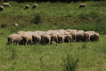 Obraz premium Schafe weiden auf Wiesen im Biosphärenreservat Rhoen. Thueringen, Deutschland, Europa - Sheep graze on meadows in the Rhoen biosphere reserve. Thuringia, Germany, Europ