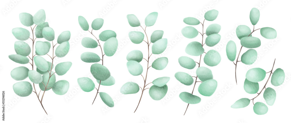 Wall mural Set of eucalyptus isolated on white background