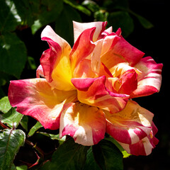 beautiful rose flower in the garden