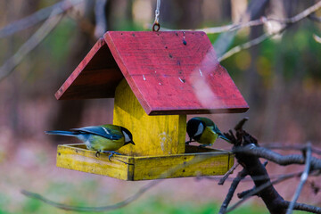 Titmouse bird, small wildlife birds, at public park