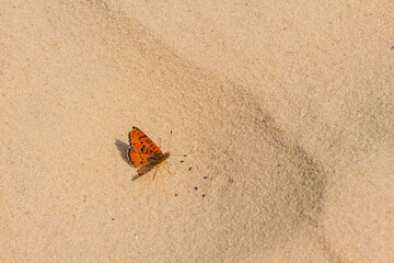 Fototapeta na wymiar A butterfly on the sand in the 