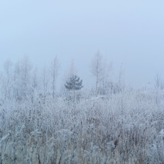 Morning with frozen fog. All plants were covered with frost. Cold. Economic crisis.
Grass covered in icy droplets of morning dew. 