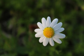 Obraz premium A vida em uma simples imagem