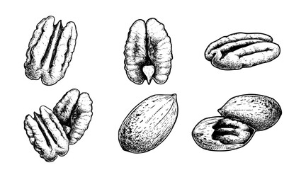 Hand drawn sketch style pecan nuts set. Exotic nuts collection. Whole and peeled. Best for packaging. Vector illustrations isolated on white. - obrazy, fototapety, plakaty