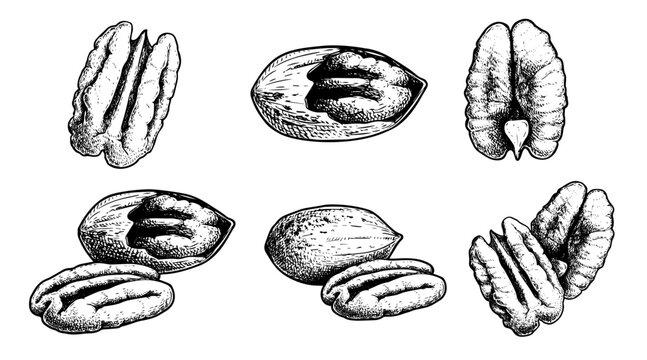 Hand drawn sketch style pecan nuts set. Exotic nuts collection. Whole and peeled. Best for packaging. Vector illustrations isolated on white.