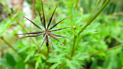 cosmos flower's seed. old mature and dry cosmos flower seeds when all of its petals already fallen. Blurred green background