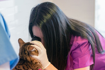 Veterinarian examining a cat's eyes at the clinic.