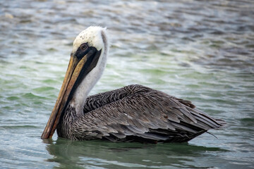 Massive Pelican feeding at the beaches of Cozumel.