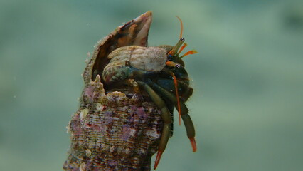 Mediterranean rocky shore hermit crab or Mediterranean intertidal hermit crab (Clibanarius erythropus) extreme close-up undersea, Aegean Sea, Greece, Thasos island
