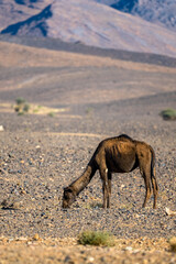A dromedary camel walking in the Sahara Desert in the Anti-Atlas Mountains in Morocco.