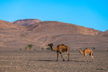 The dromedary camels walking in the Sahara Desert in the Anti-Atlas Mountains in Morocco.