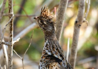 bird in the grass