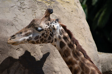 Giraffe