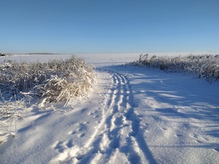 Obraz premium snow covered trees. Snowy landscape. Winter forest on a sunny morning