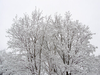 Snow covered trees