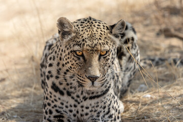 Fototapeta na wymiar leopard (panthera pardus) lying in the african bush