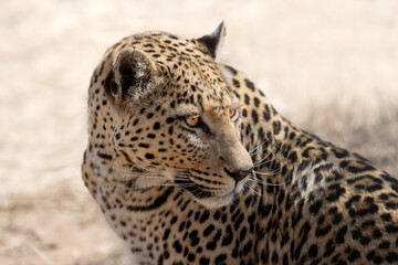 leopard (panthera pardus) in the african bush	