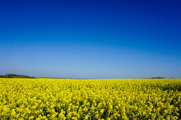 Fototapeta premium Rapsfeld in voller Blühte