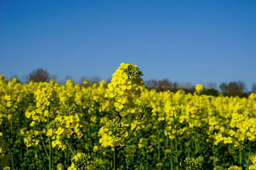 Rapsfeld in voller Bl&uuml;hte