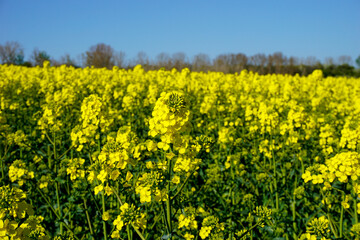 Rapsfeld in voller Blühte
