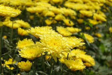 Yellow Flowers